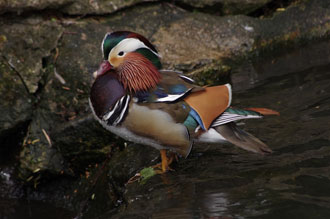 SMC Pentax-DA 55-300mm f/4-5.8 ED Mandarin Duck