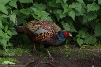 SMC Pentax-DA 55-300mm f/4-5.8 ED Pheasant