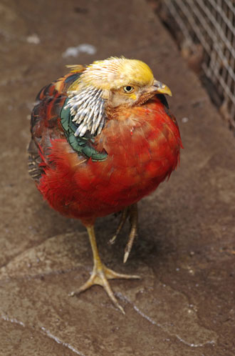 SMC Pentax-FA 77mm f/1.8 Limited Lens Moulting Pheasant