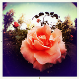 iPhone fisheye lens - rose<br /><a target="_blank" xhref="http://www.magezinepublishing.com/equipment/images/equipment/190-degree-Fisheye-lens-for-iPhone-3623/highres/fisheyerose_1317908183.jpg">High-Res</a>