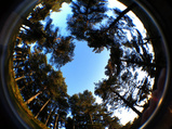 iPhone fisheye lens - trees<br /><a target="_blank" xhref="http://www.magezinepublishing.com/equipment/images/equipment/190-degree-Fisheye-lens-for-iPhone-3623/highres/fisheyetrees_1317908195.jpg">High-Res</a>