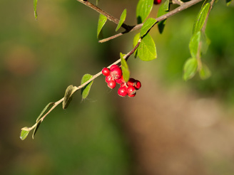 Wide open, out of focus backgrounds are smoothly rendered | 1/1600 sec | f/1.8 | 45.0 mm | ISO 200<br /><a target="_blank" xhref="http://www.magezinepublishing.com/equipment/images/equipment/M-Zuiko-Digital-45mm-f18-3626/highres/Olympus45mm005_1319182051.jpg">High-Res</a>