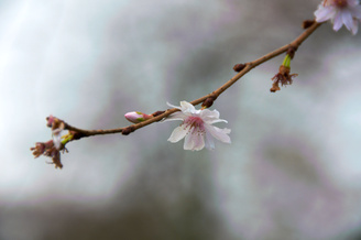 The minimum focus distance of 50cm allows frame-filling close-ups at 200mm | 1/100 sec | f/8.0 | 200.0 mm | ISO 200<br /><a target="_blank" xhref="http://www.magezinepublishing.com/equipment/images/equipment/AFS-DX-NIKKOR-18200mm-f3556-G-ED-VR-II-1179/highres/Nikon18200mmII123_1328107565.jpg">High-Res</a>