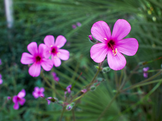 Closest focus is 20cm | 1/80 sec | f/5.6 | 17.0 mm | ISO 250