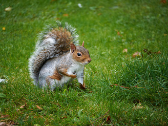 Single AF is pretty fast in good light, but continuous focusing may struggle to keep up with erratic subject | 1/320 sec | f/5.6 | 150.0 mm | ISO 500