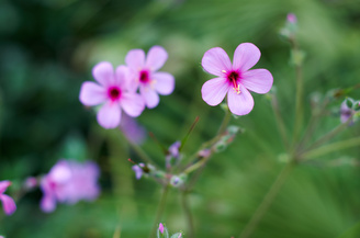 Blurred backgrounds are rendered very smoothly | 1/125 sec | f/2.8 | 50.0 mm | ISO 100