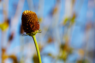 Backgrounds can look a little on the busy side with the aperture stopped down | 1/100 sec | f/8.0 | 90.0 mm | ISO 125