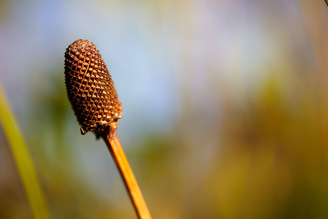 At wider apertures out of focus backgrounds are beautifully rendered | 1/800 sec | f/2.8 | 90.0 mm | ISO 100