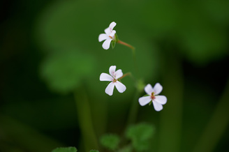 The maximum aperture adjusts as the lens is focused closer to ensure accurate metering | 1/125 sec | f/4.0 | 180.0 mm | ISO 360