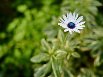 Seven rounded aperture blades help to produce pleasant out of focus blur | 1/1000 sec | f/1.8 | 17.0 mm | ISO 160