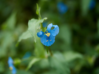 The fast maximum aperture makes it possible to blur backgrounds effectively | 1/640 sec | f/0 | ISO 160