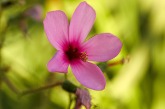 Closest focus is 19.5cm which still allows adequate working distance for allowing light onto your subject | 1/100 sec | f/5.6 | 50.0 mm | ISO 400