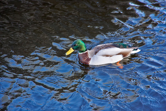 The zoom mechanism has a frustrating delay in operation. Luckily this duck wasn't in a hurry to go anywhere | 1/200 sec | f/4.0 | 105.0 mm | ISO 500